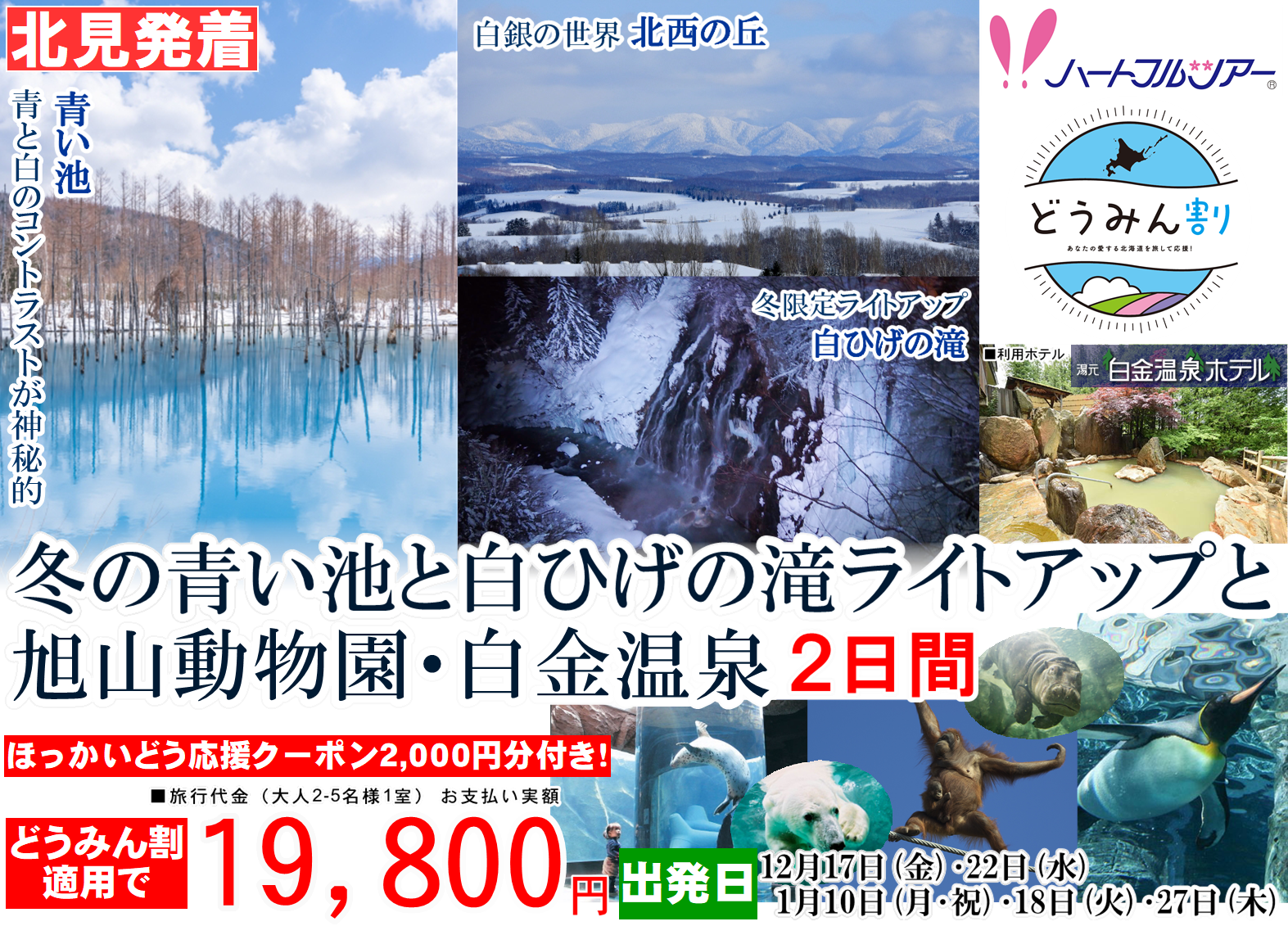 冬の青い池と白ひげの滝ライトアップと旭山動物園・白金温泉 2日間