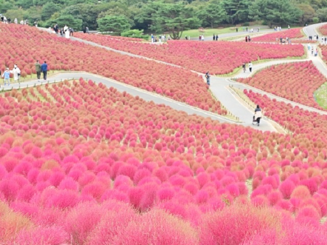 Peach ひたち海浜公園3万本のコキアの丘 東国随一の鹿島神宮と房総半島のうまいもんめぐり 4日間