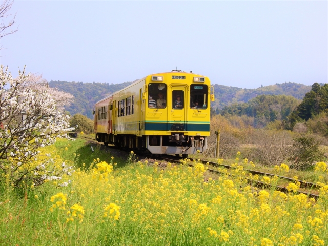 Peach 春爛漫 海の幸 山の幸 川の幸 麗らか房総フラワーラインと菜の花と桜の絶景「いすみ鉄道」 4日間